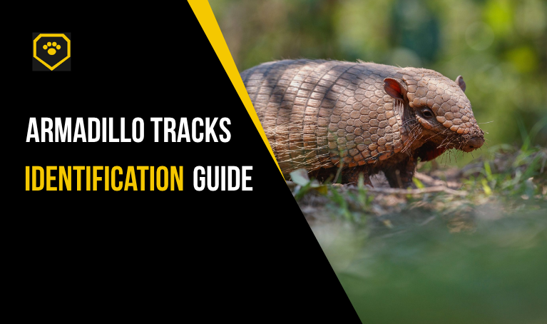 Admadillo Tracks Identification Guide