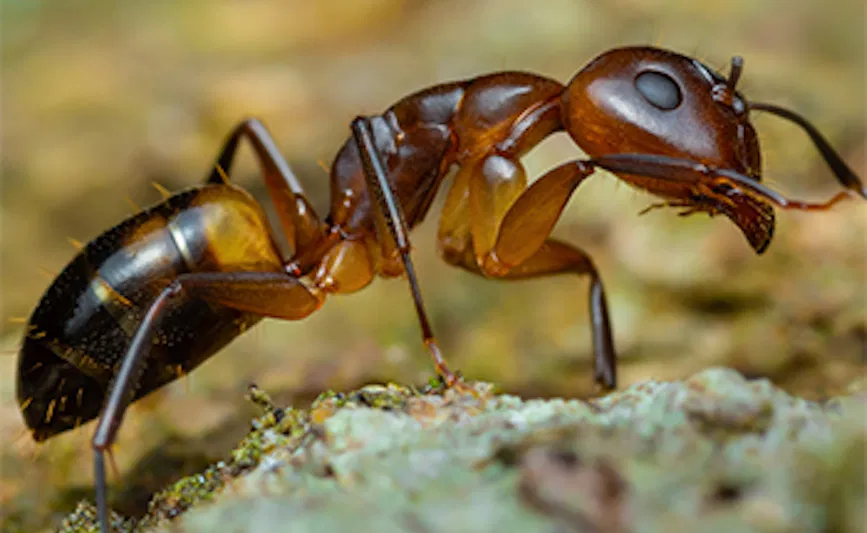 Ant Control Services in Central Florida