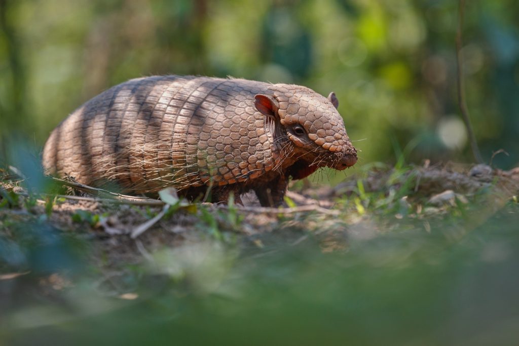 Armadillo Control Services in Central Florida
