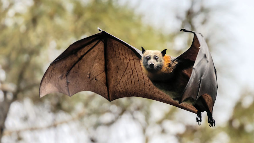 Bat Removal Services in Central Florida