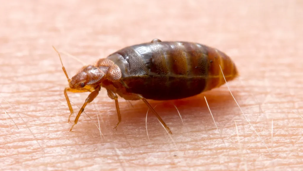 Bed Bug Control Services in Central Florida