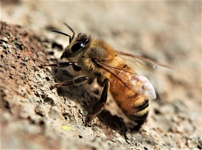 Bee Control Services in Central Florida