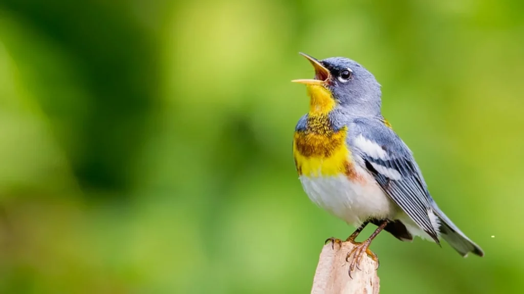 Bird Control services in Central Florida