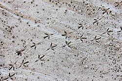 Bird tracks