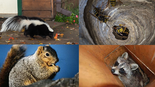 Commercial Wildlife & Pest Control Services in Central Florida