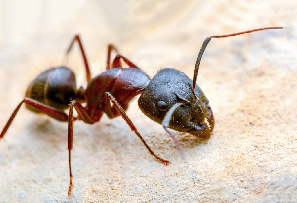 Our professional Central Florida fire ant control services are designed for residential and commercial properties facing recurring colony activity. We go beyond temporary surface treatment by combining targeted colony elimination, perimeter protection, environmental adjustments, and ongoing monitoring programs to reduce reinfestation risk. Many property owners search for Central Florida animal control or pest solutions once visible mounds become widespread, but effective fire ant control requires eliminating the queen and hidden underground colony system itself. That’s where our Central Florida fire ant control service stands apart. We focus on long-term property protection through professional inspections, strategic treatment placement, and ongoing prevention strategies designed to stop recurring infestations before they spread further. From lawns and playgrounds to commercial landscapes and outdoor dining areas, our Central Florida fire ant removal solutions are built to deliver dependable protection, safer outdoor spaces, and long-term peace of mind.