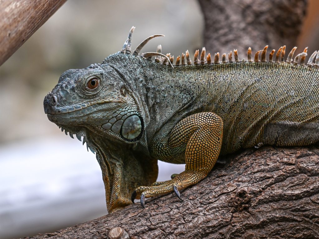 Iguana Control Services in Central FLorida