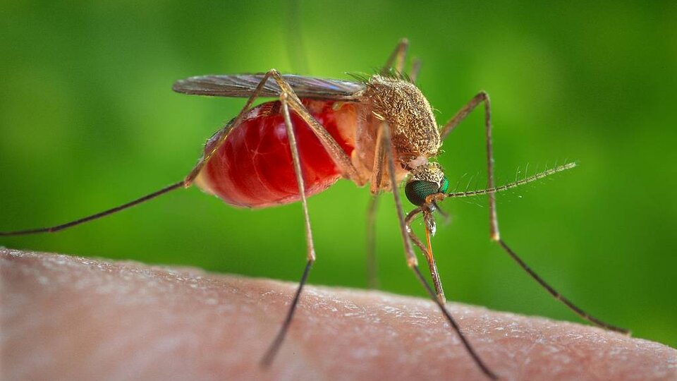 Mosquito Control Services in Central Florida