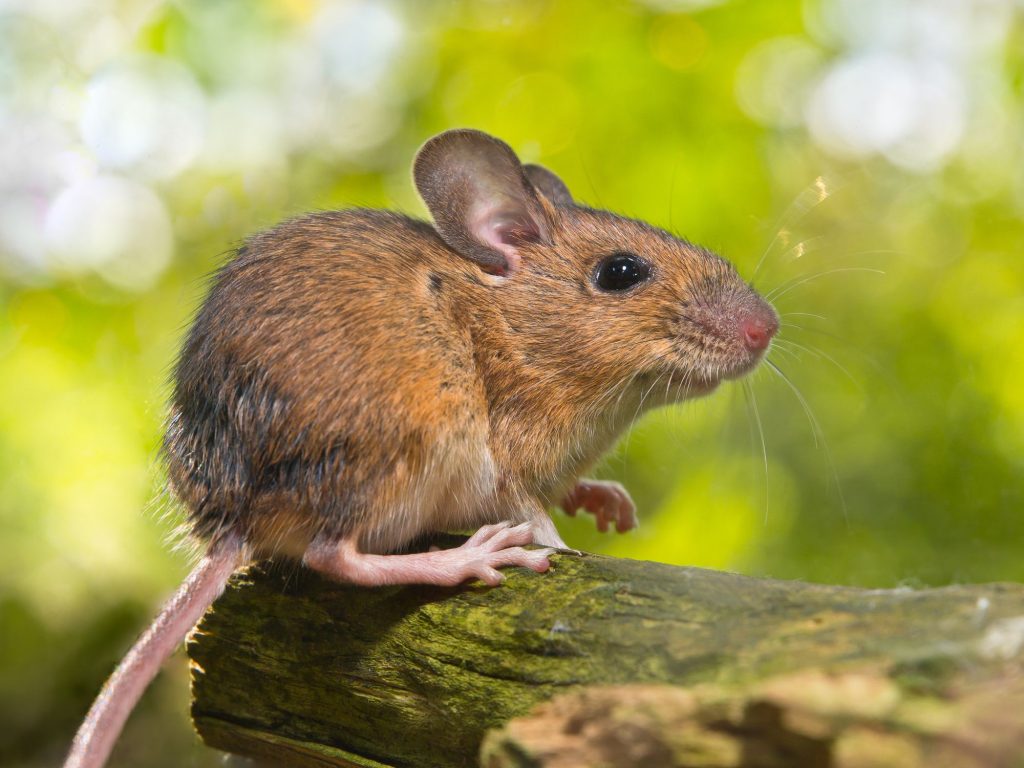 Mouse Control Services in Central Florida