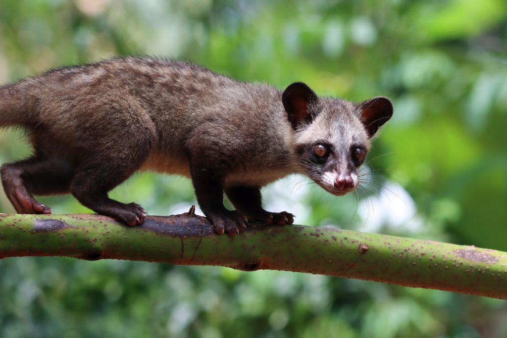 Opossum Control Services in Central Florida