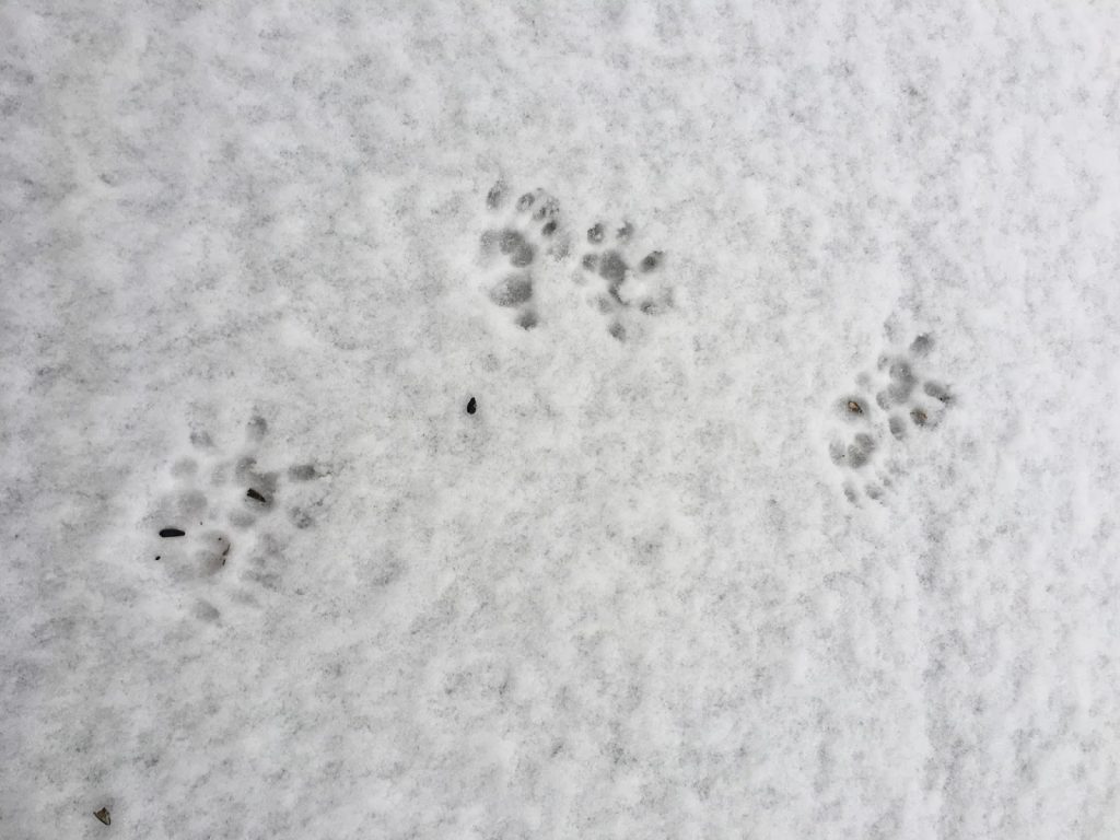 Opossum Tracks