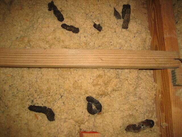 Opossum scats