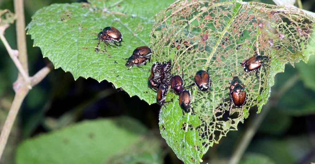 Pest Control Services in Central Florida