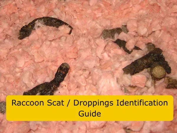 Raccoon Scat/Droppings Identification Guide