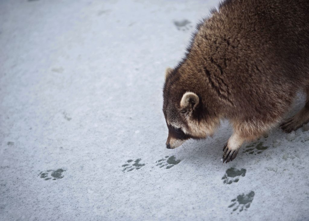 Raccoon Tracks
