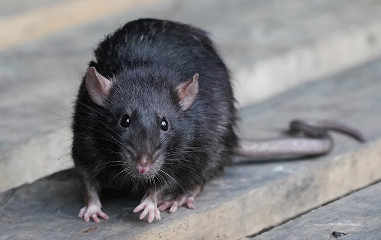 Rodent Control Services in Central Florida