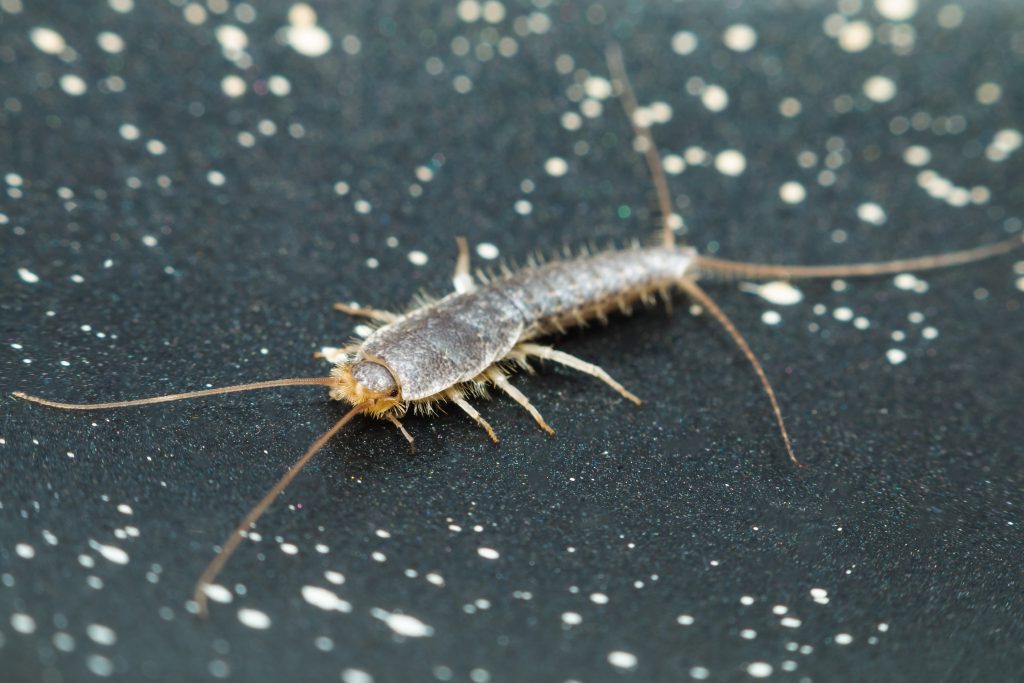 Silverfish Control services in Central Florida