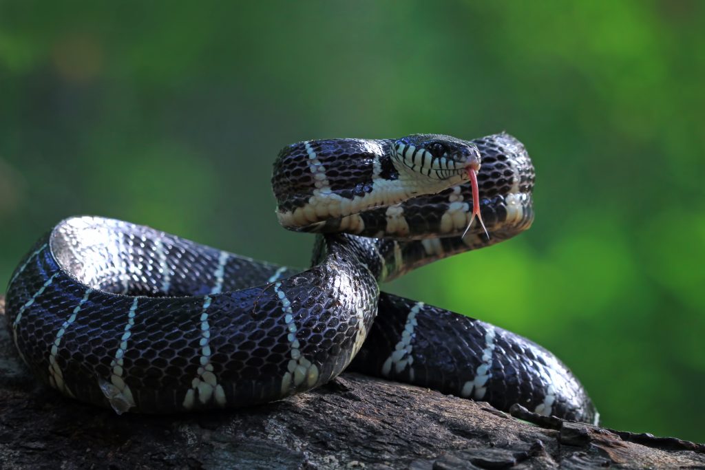 Snake Removal Services in Central Florida