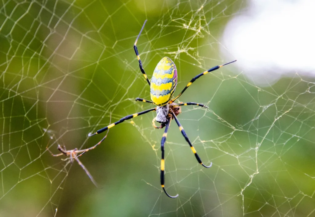 Spider Control Services in Central Florida