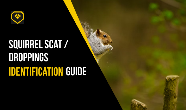 Squirrel Scat/Droppings Identification Guide