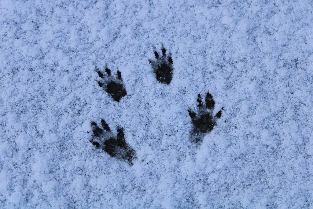 Squirrel Tracks