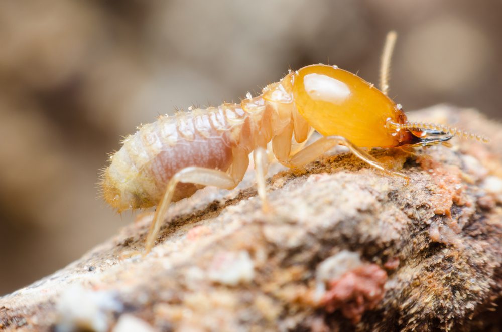 Termite Control Services in Central Florida