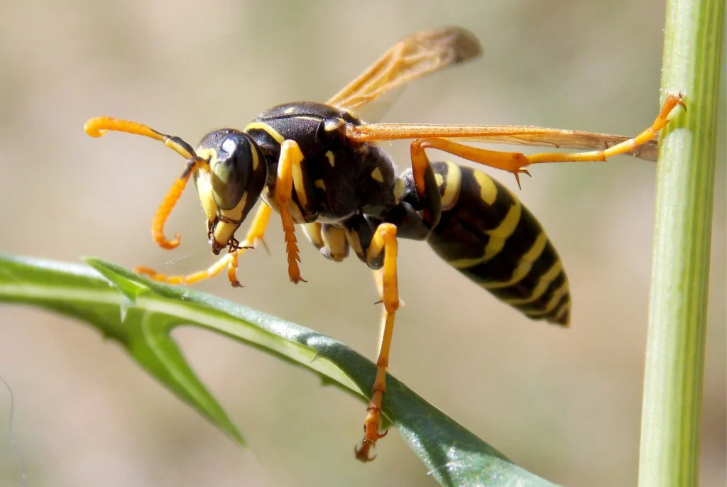 Wasp Control Services in Central Florida