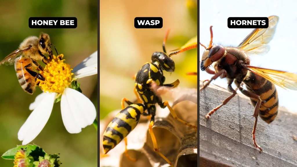 Wasp, Hornet & Bee Control Services in Central Florida