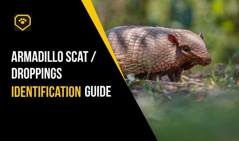 armadillo scats/droppings identification guide