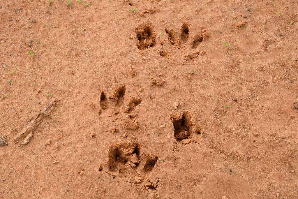 Armadillo Tracks