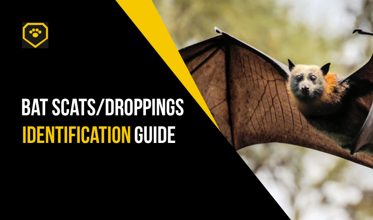bat scats/droppings identification guide