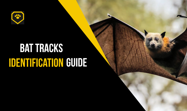 bat tracks identification guide