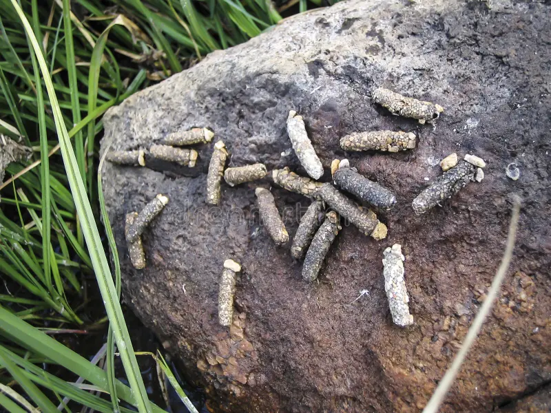 bird scats
