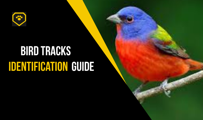 bird tracks identification guide
