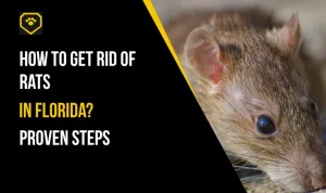How to Get Rid of Rats in Florida: 10 Proven Steps