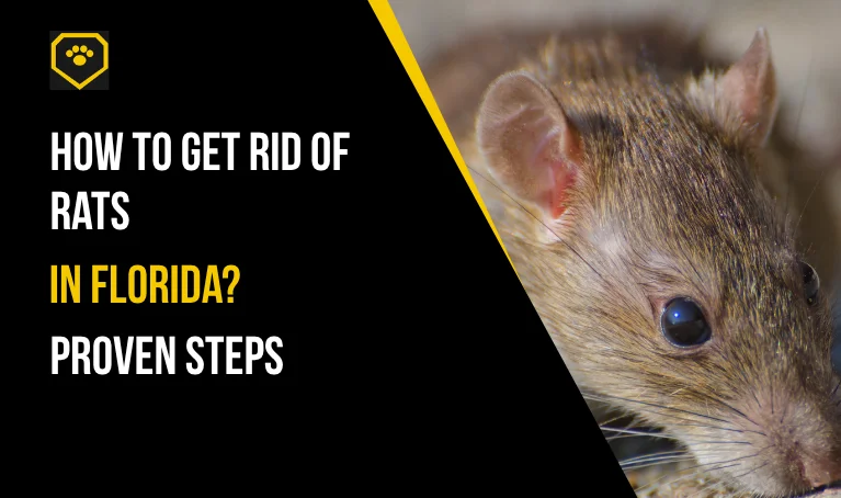 How to Get Rid of Rats in Florida: 10 Proven Steps