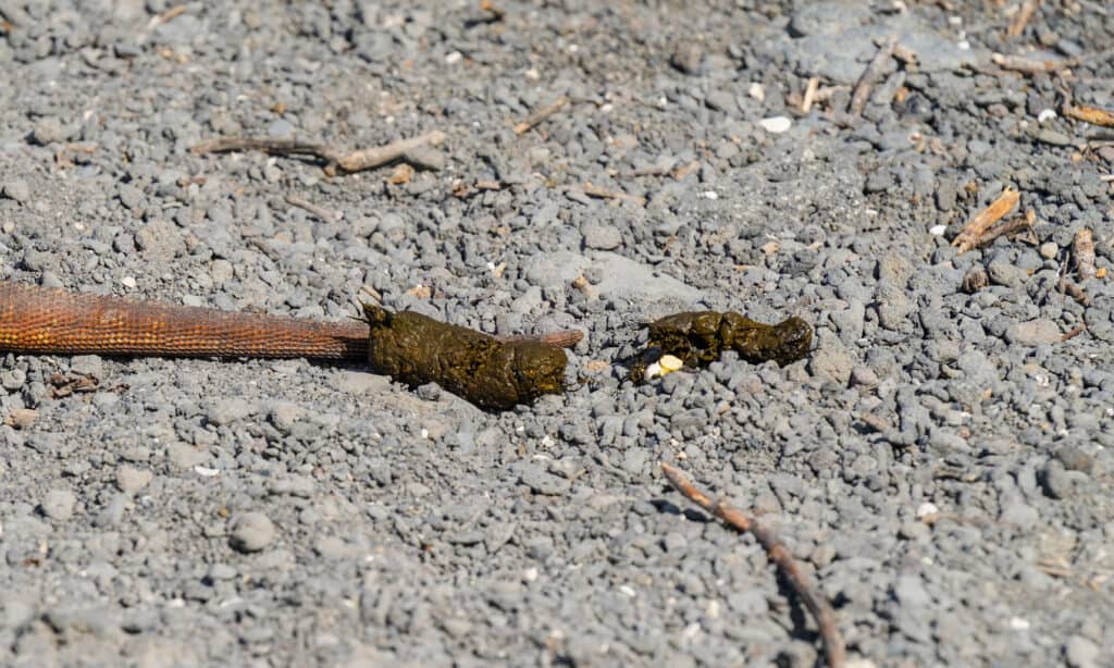 iguana scats