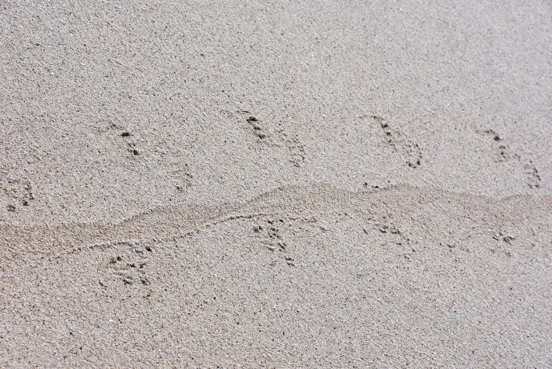 iguana tracks