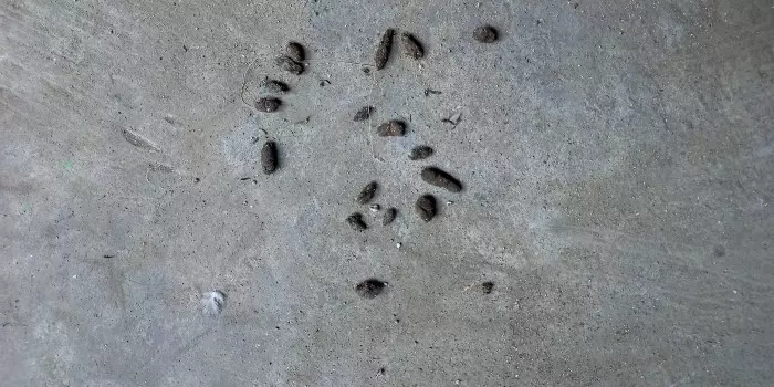mouse droppings