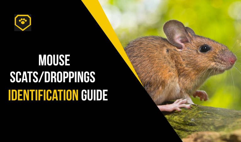 mouse scat/droppings identification guide