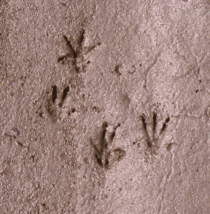 mouse tracks