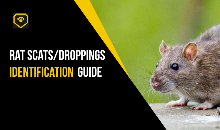 rat scats/droppings identification guide