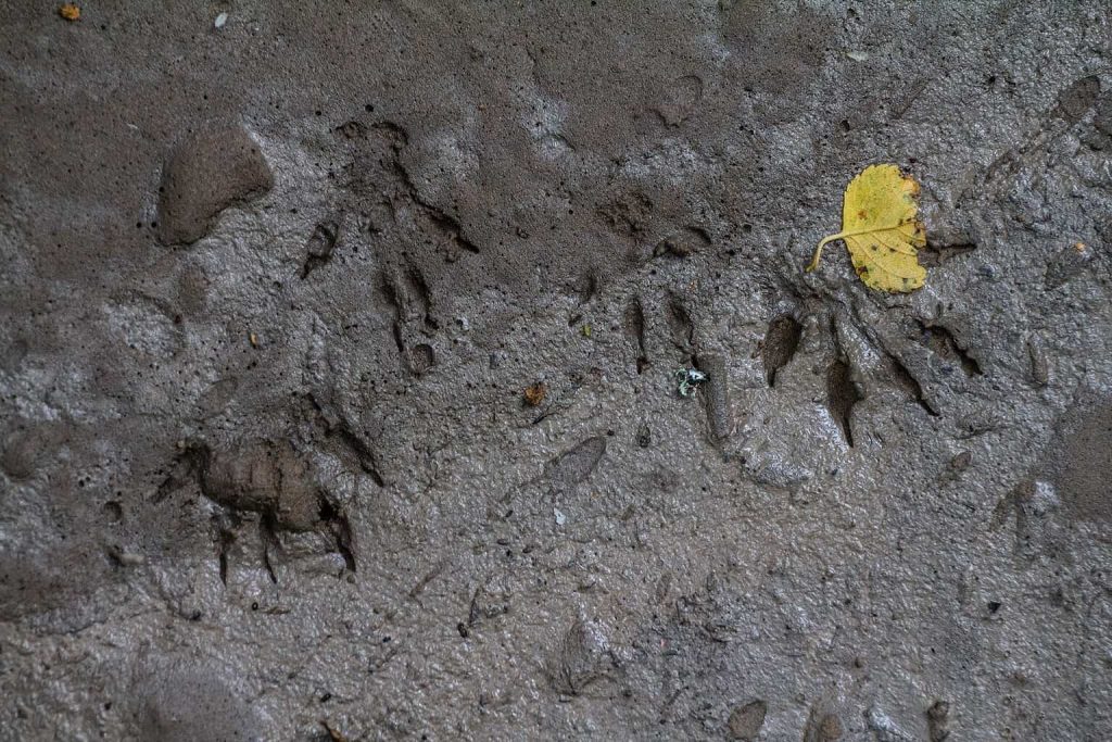 rat tracks