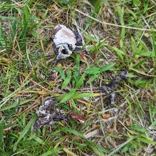 snake droppings