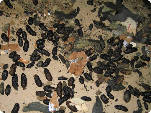 Squirrel Scats
