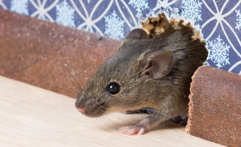 Animal Damage Repair in Central Florida