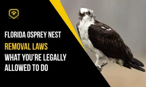Florida Osprey Nest Removal Laws: What You're Legally Allowed to Do
