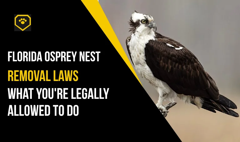 Florida Osprey Nest Removal Laws: What You're Legally Allowed to Do