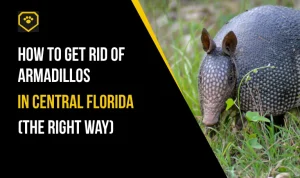 How to Get Rid of Armadillos in Central Florida (The Right Way)