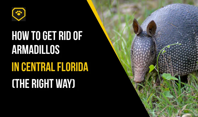 How to Get Rid of Armadillos in Central Florida (The Right Way)